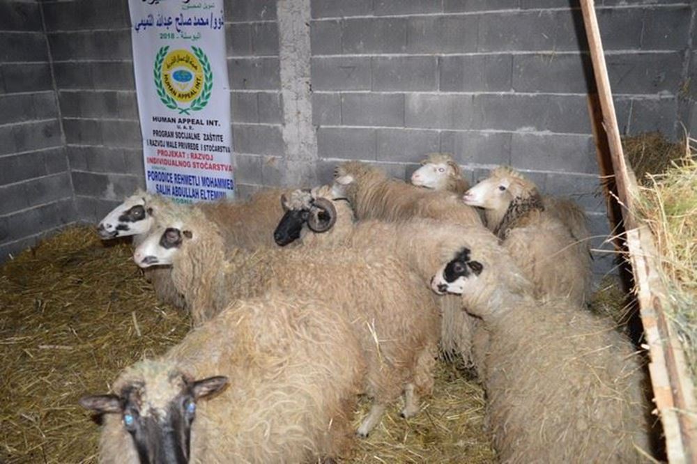 Picture of Granting Sheep