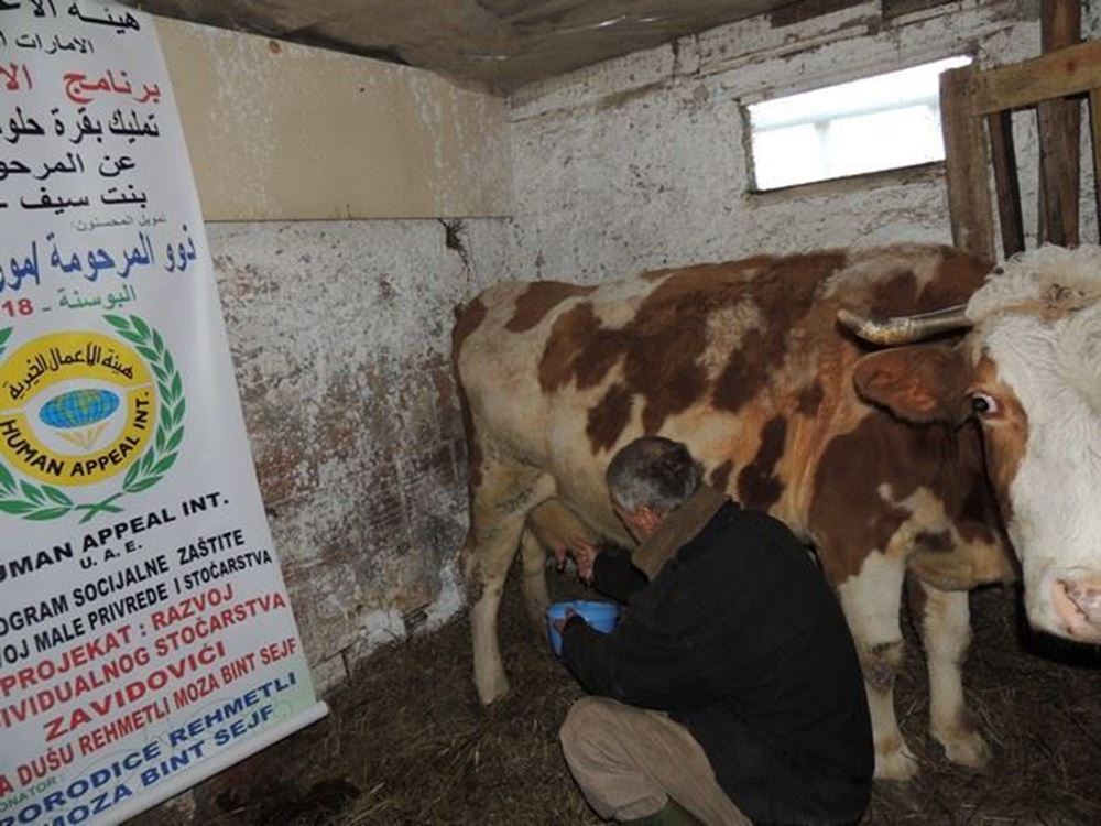 Picture of Ownership of cows - Bosnia