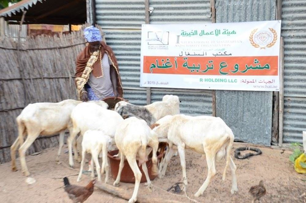 Picture of Sheep breeding - Senegal Project No. 11098/2021