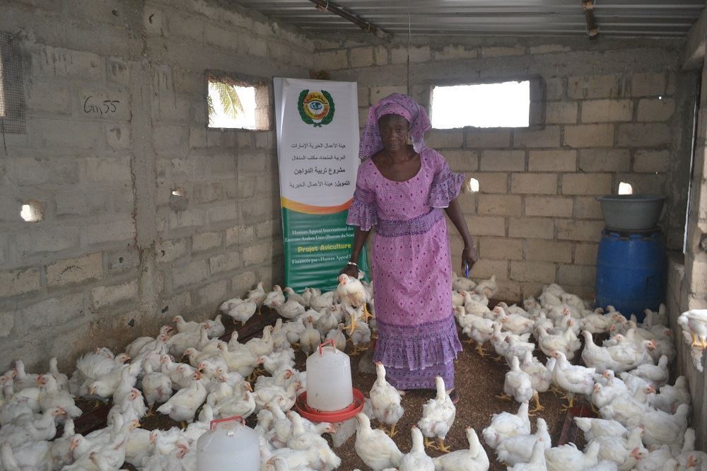 Picture of Preparing a place for raising chicks - Senegal Project No. 11100/2021