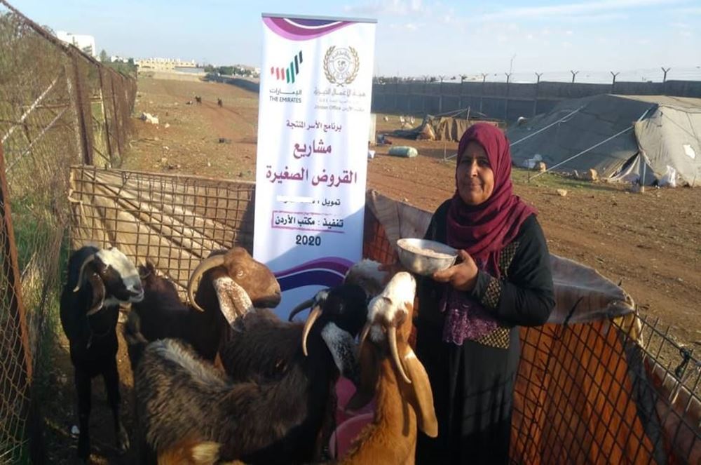 Picture of Sheep breeding project in Jordan