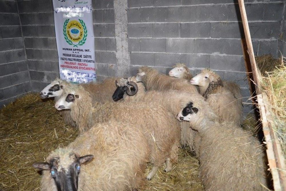 Picture of Breeding and selling sheep