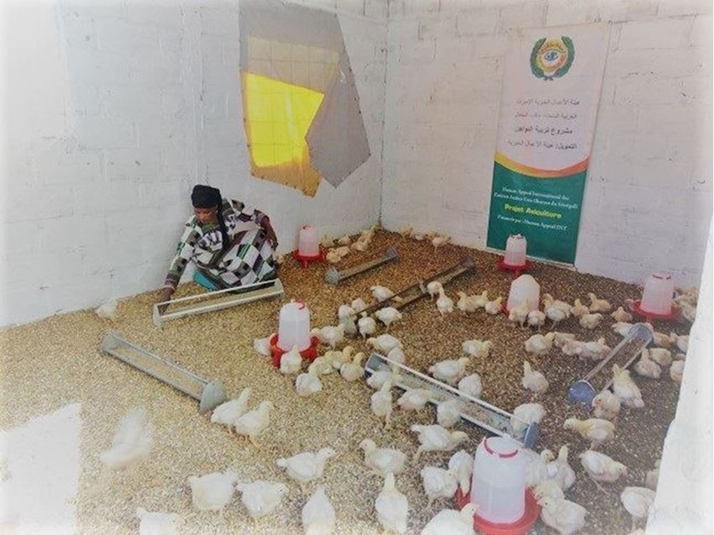 صورة تربية دواجن وإنتاج بيض المائدة