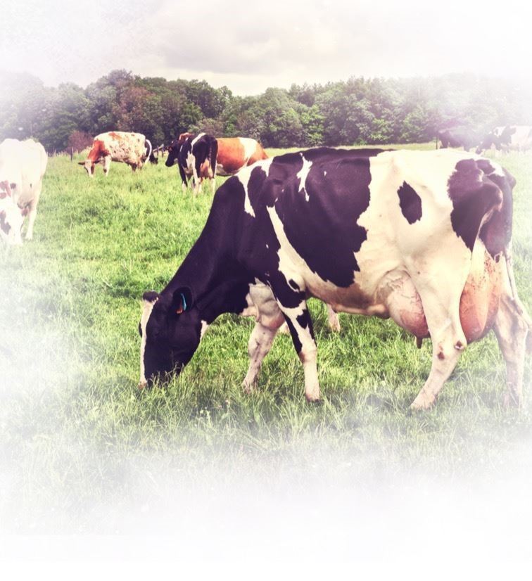 Livestock breeding International Charity Organization