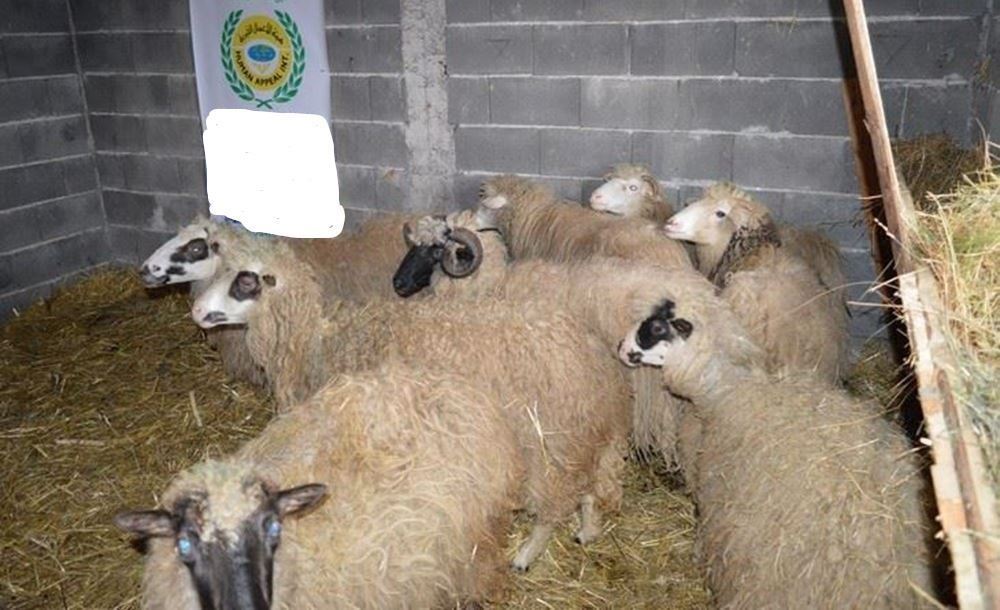 Picture of The establishment of selling sheep to poor families