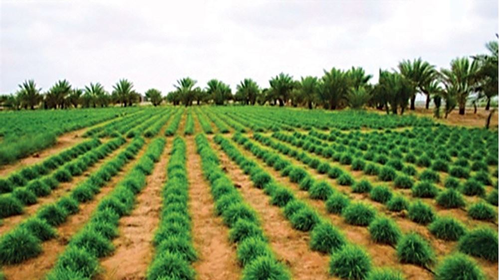 صورة إنشاء مزرعة إنتاج زراعي