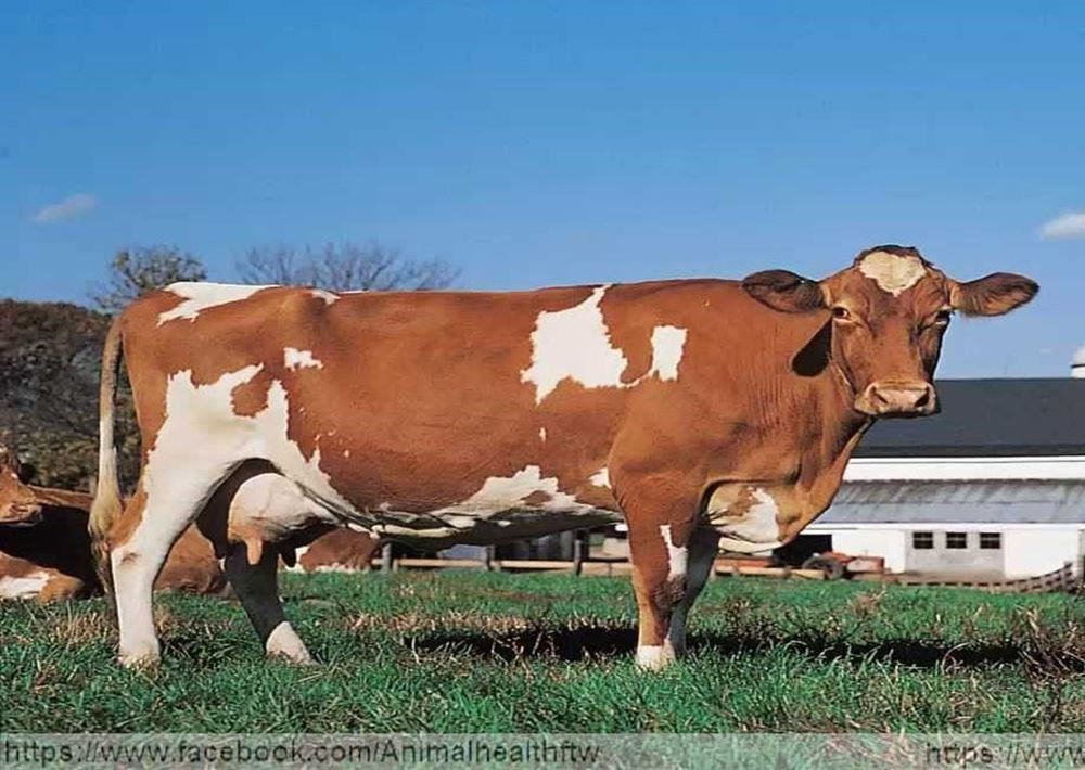 صورة تمليك بقرة حلوب لأسر ايتام