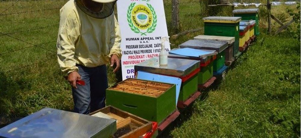 Picture of Owning honey bees