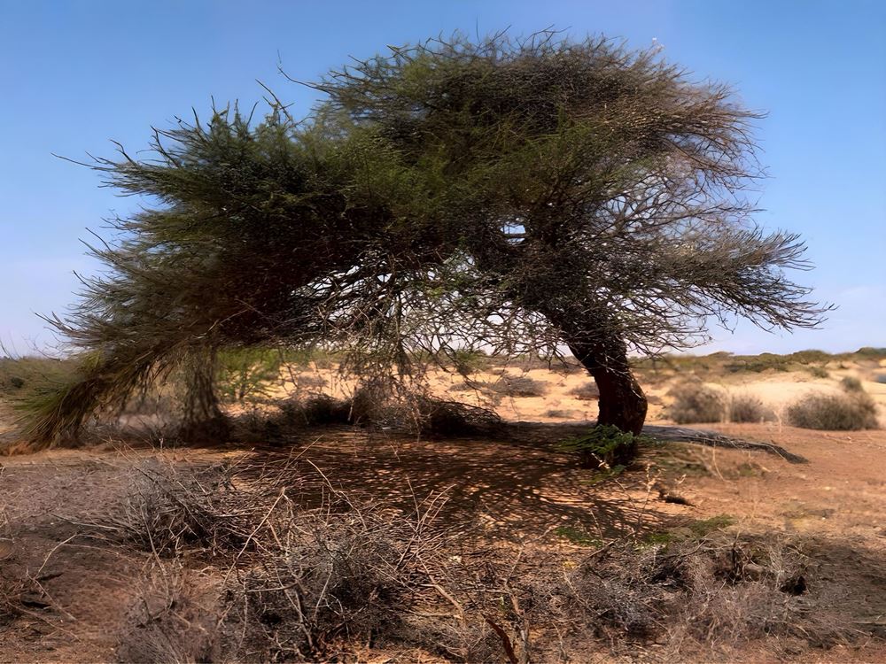 صورة مسجد لقرية نائية في الصومال
