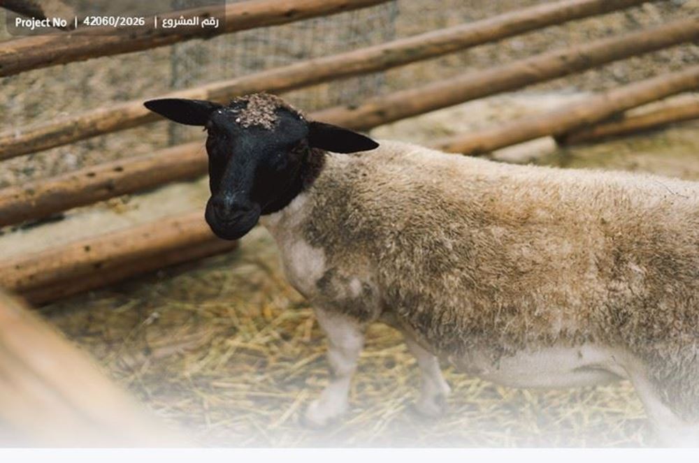 Picture of 50 Sacrificial Animals for the Poor of Benin