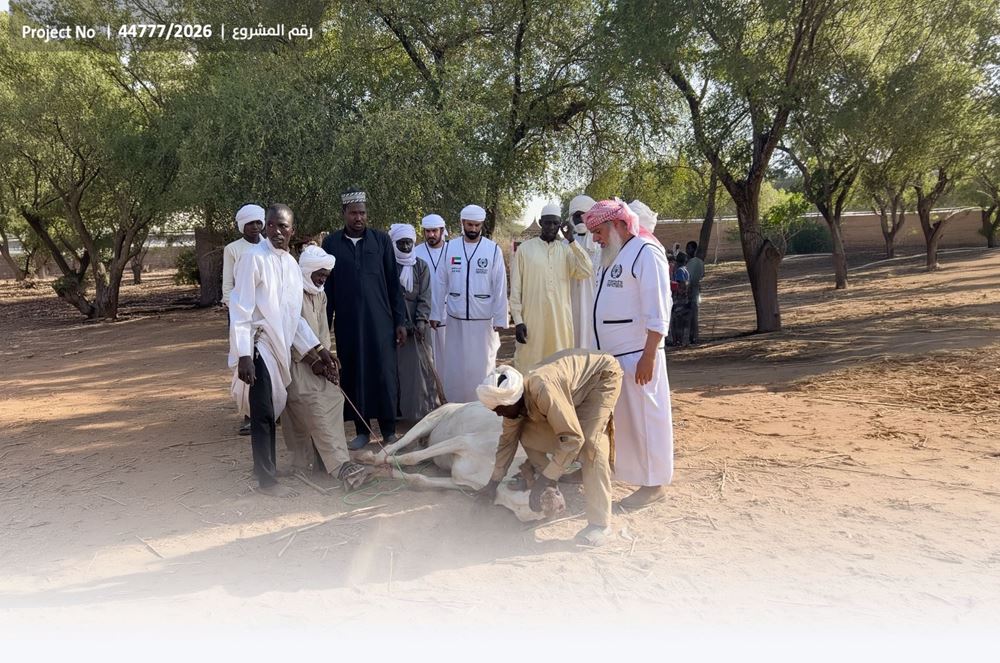 صورة ذبح وتوزيع الأضاحي (بقر_عام)